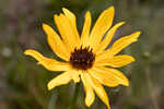 Variableleaf sunflower